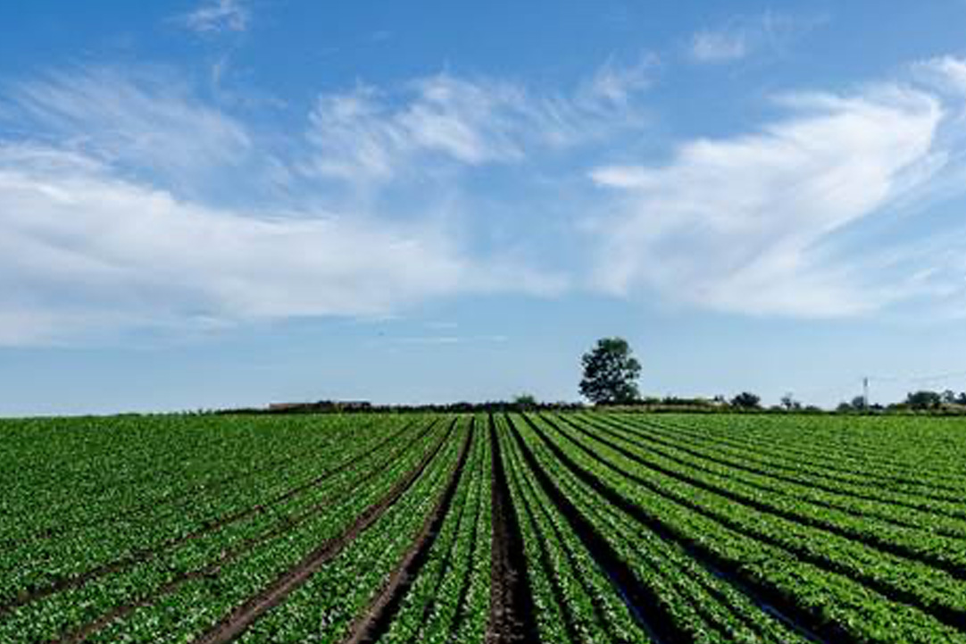 Técnicas Reunidas firma un importante contrato para desarrollar una planta de fertilizantes nitrogenados de carbono cero en EEUU